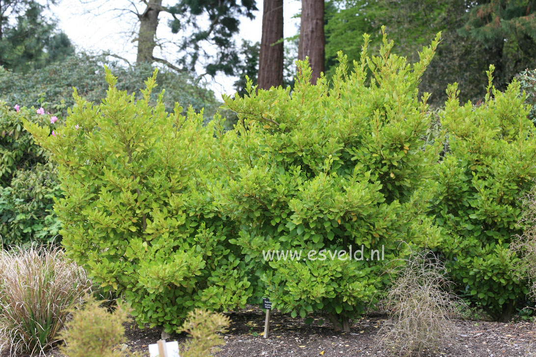 Griselinia littoralis