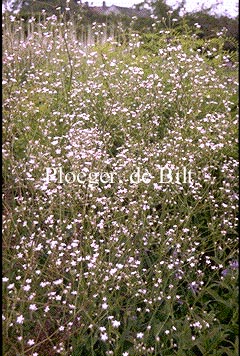 Gypsophila pacifica Gypsophila pacifica