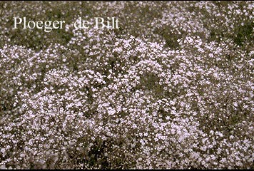 Gypsophila paniculata 'Schneeflocke'