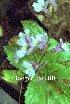 Haberlea rhodopensis