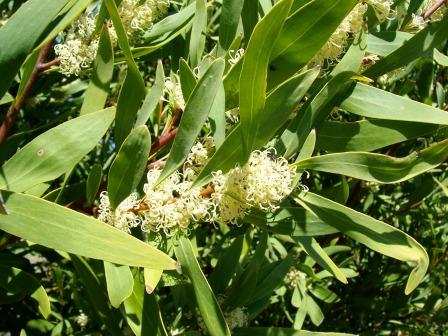 Hakea salicifolia (84835)