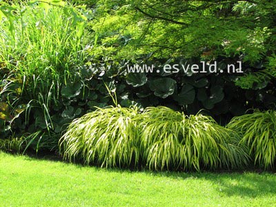 Hakonechloa macra 'All Gold'