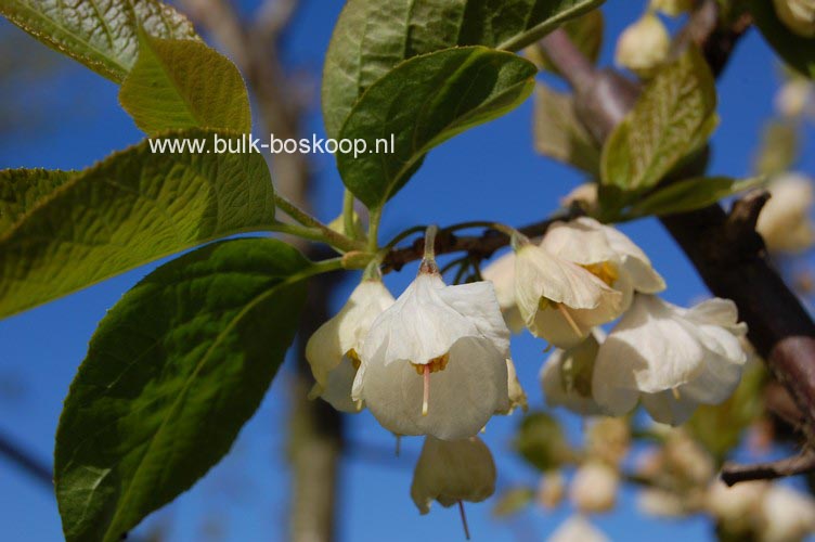 Halesia carolina 'Uconn Wedding Bells'