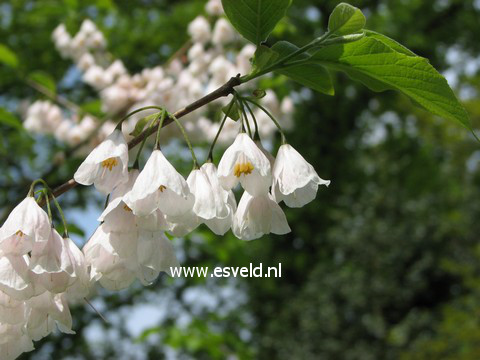 Halesia monticola rosea