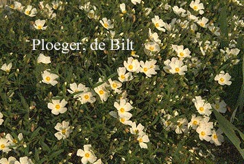 Halimiocistus sahucii