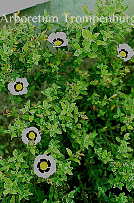 Halimiocistus wintonensis