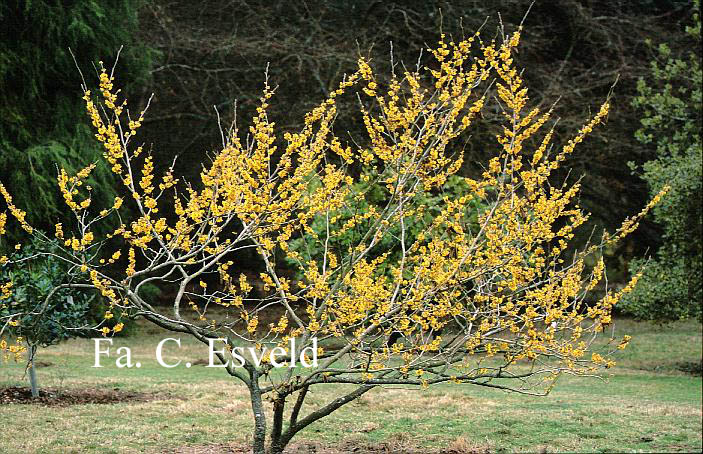 Hamamelis 'Brevipetala'