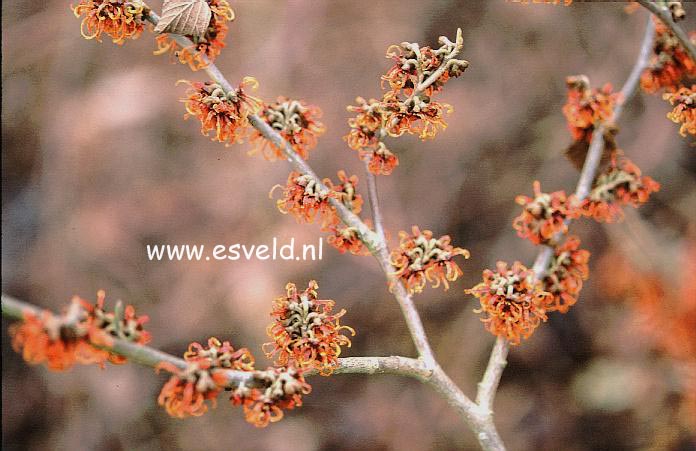 Hamamelis intermedia 'Agnes'