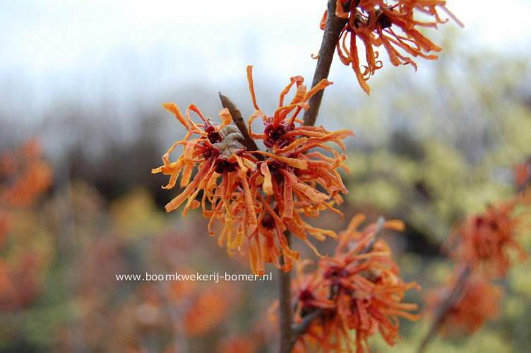 Hamamelis intermedia 'Alexander'