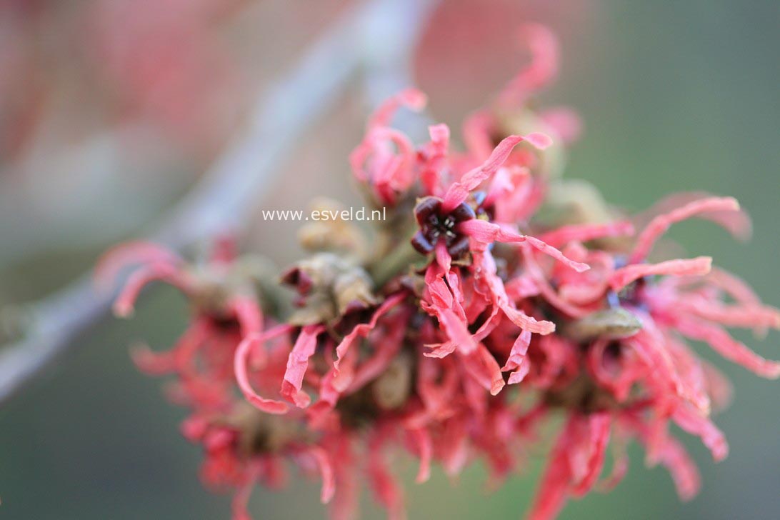 Hamamelis intermedia 'Antoine Kort'