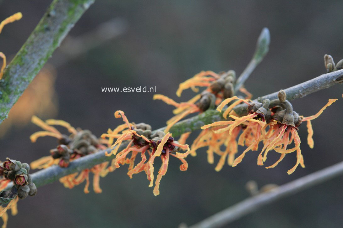 Hamamelis intermedia 'Bernstein'