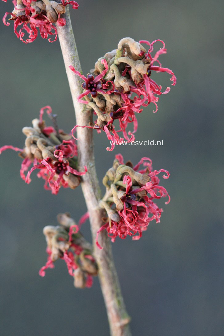 Hamamelis intermedia 'Birgit'