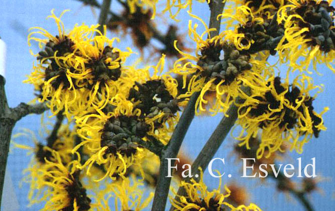 Hamamelis intermedia 'Brandes'