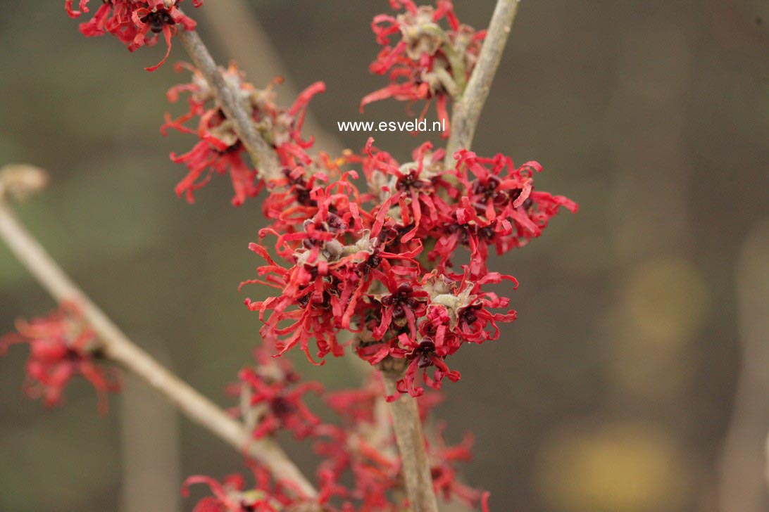 Hamamelis intermedia 'Chantal'