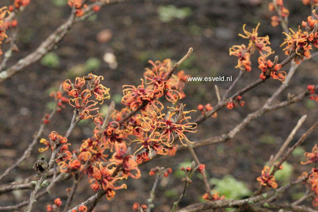 Hamamelis intermedia 'Copper Cascade'