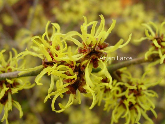 Hamamelis intermedia 'Double Gold' (82856)