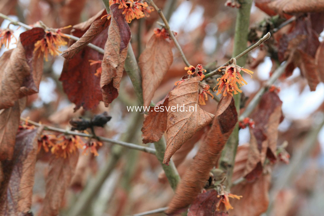 Hamamelis intermedia 'Fire Blaze'