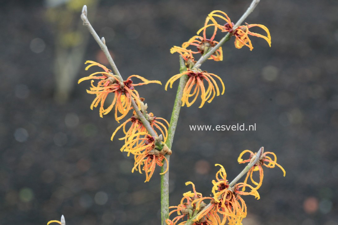 Hamamelis intermedia 'Frederic'
