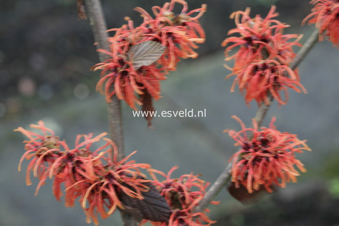 Hamamelis intermedia 'Georges'