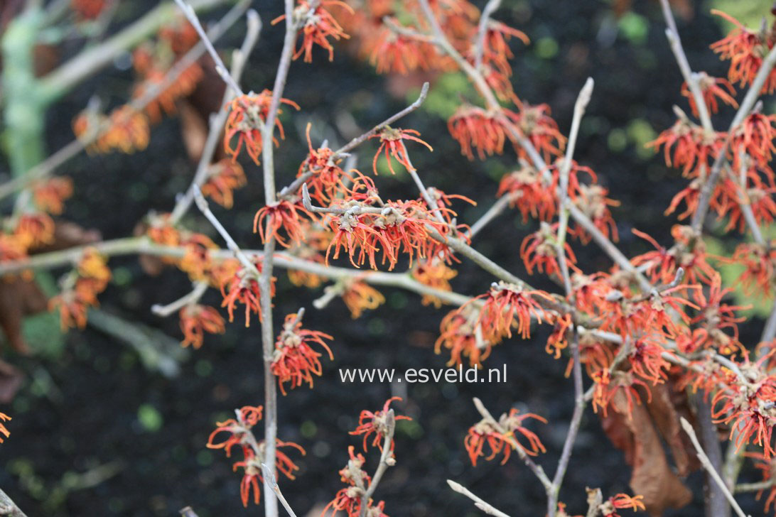 Hamamelis intermedia 'Gingerbread'