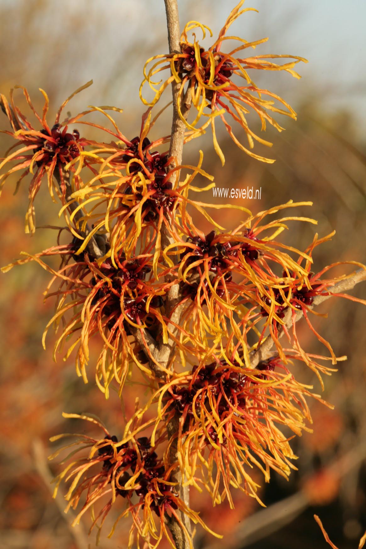 Hamamelis intermedia 'Glowing Embers'