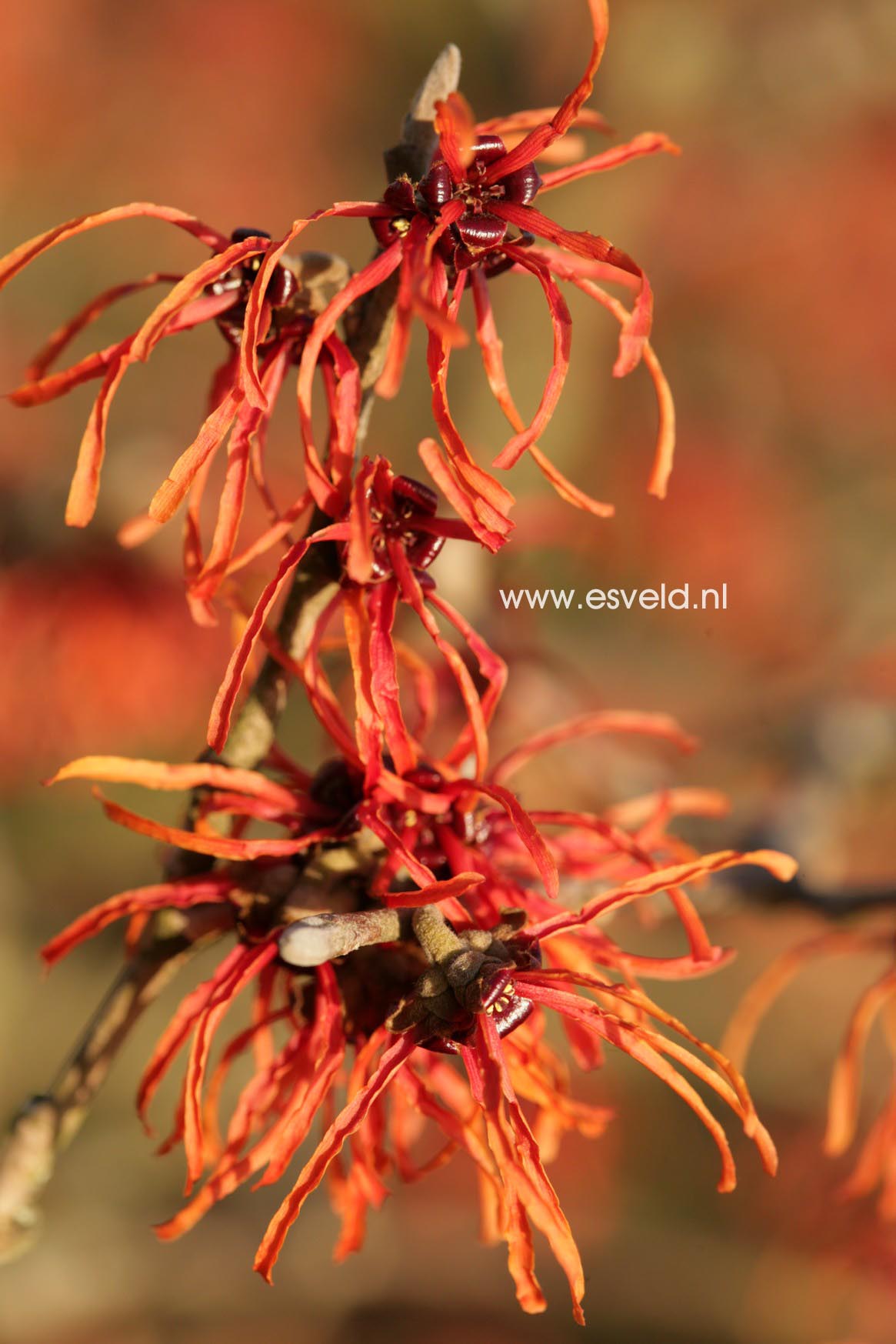 Hamamelis intermedia 'Jelena' (select)
