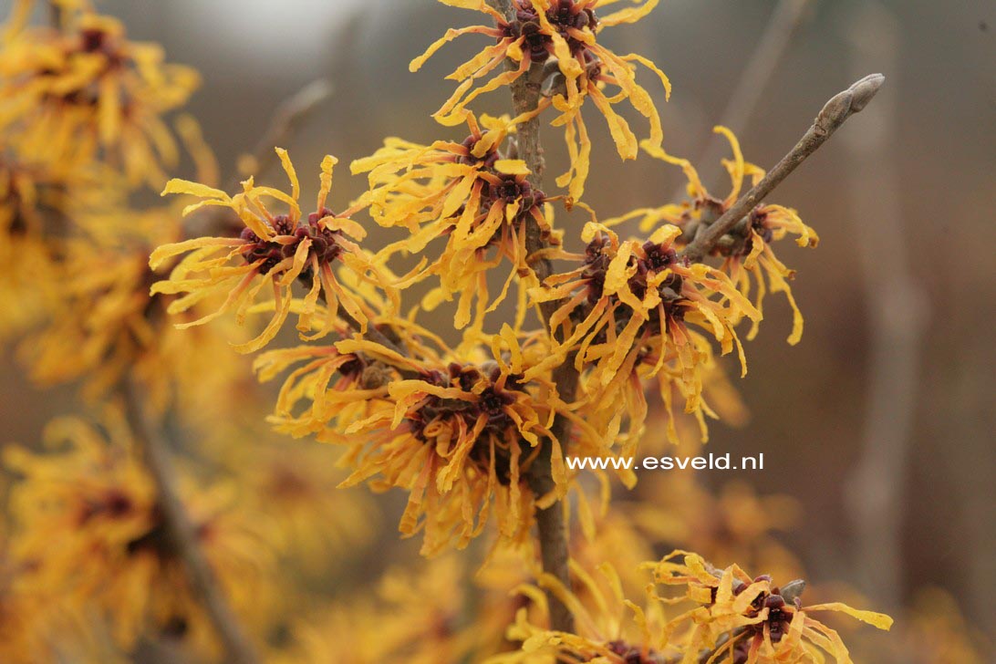 Hamamelis intermedia 'John'