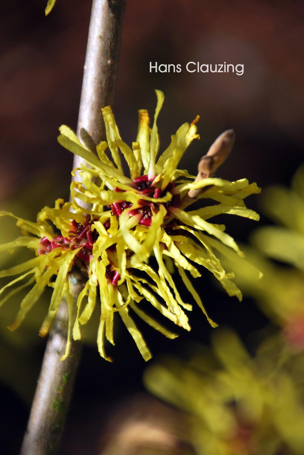 Hamamelis intermedia 'Limelight'