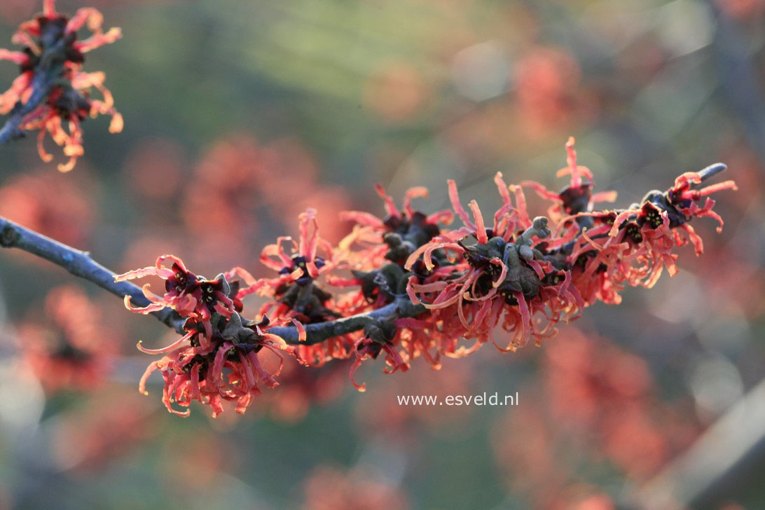 Hamamelis intermedia 'Old Copper'