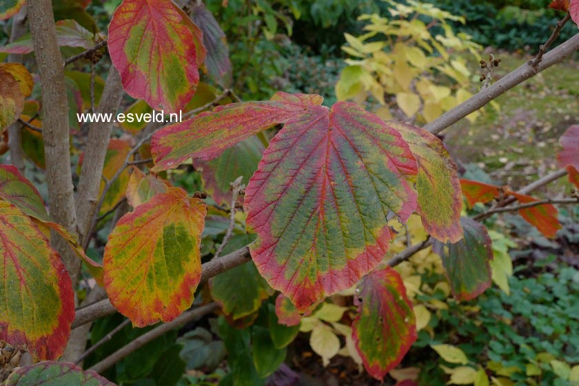 Hamamelis intermedia 'Orange Peel'