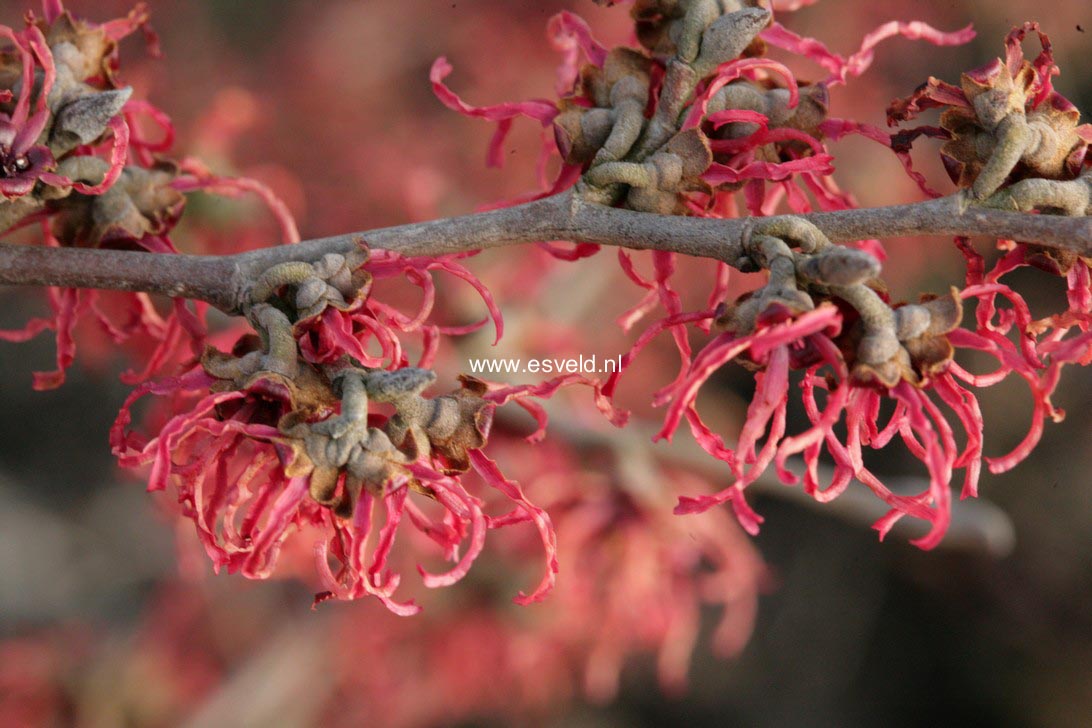 Hamamelis intermedia 'Parasol'