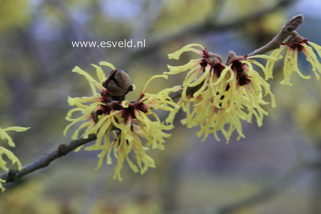 Hamamelis intermedia 'Primavera'