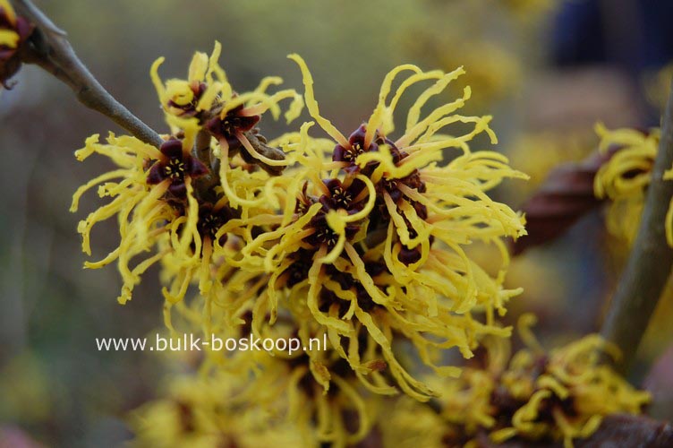 Hamamelis intermedia 'Ripe Corn'