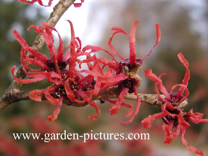Hamamelis intermedia 'Ruby Glow'