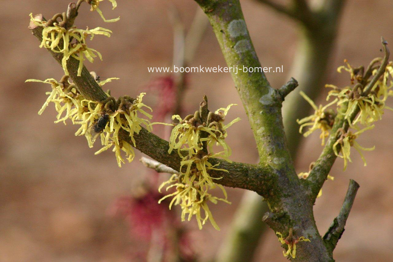 Hamamelis japonica 'Zuccariniana'