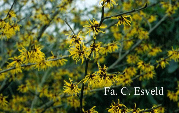 Hamamelis mollis 'Goldcrest'