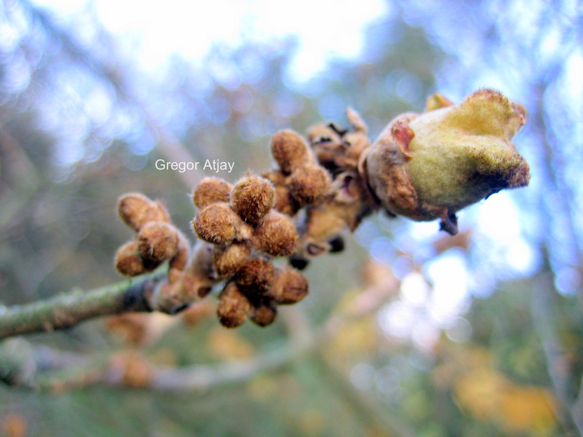 Hamamelis mollis