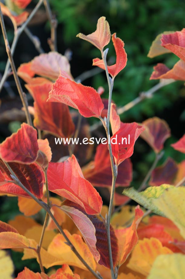 Hamamelis vernalis 'Amethyst'