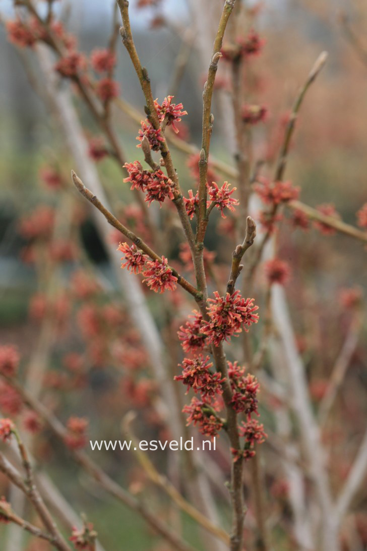 Hamamelis vernalis 'January Pride' Hamamelis vernalis 'January Pride'