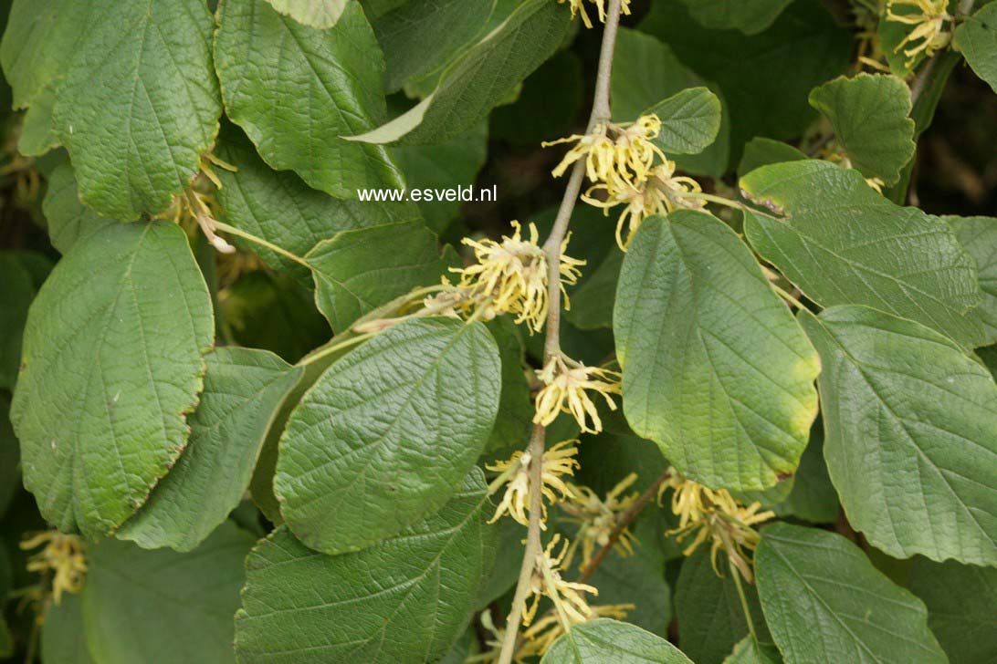Hamamelis virginiana var. mexicana