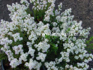 Hebe 'Baby Marie' Hebe 'Baby Marie'