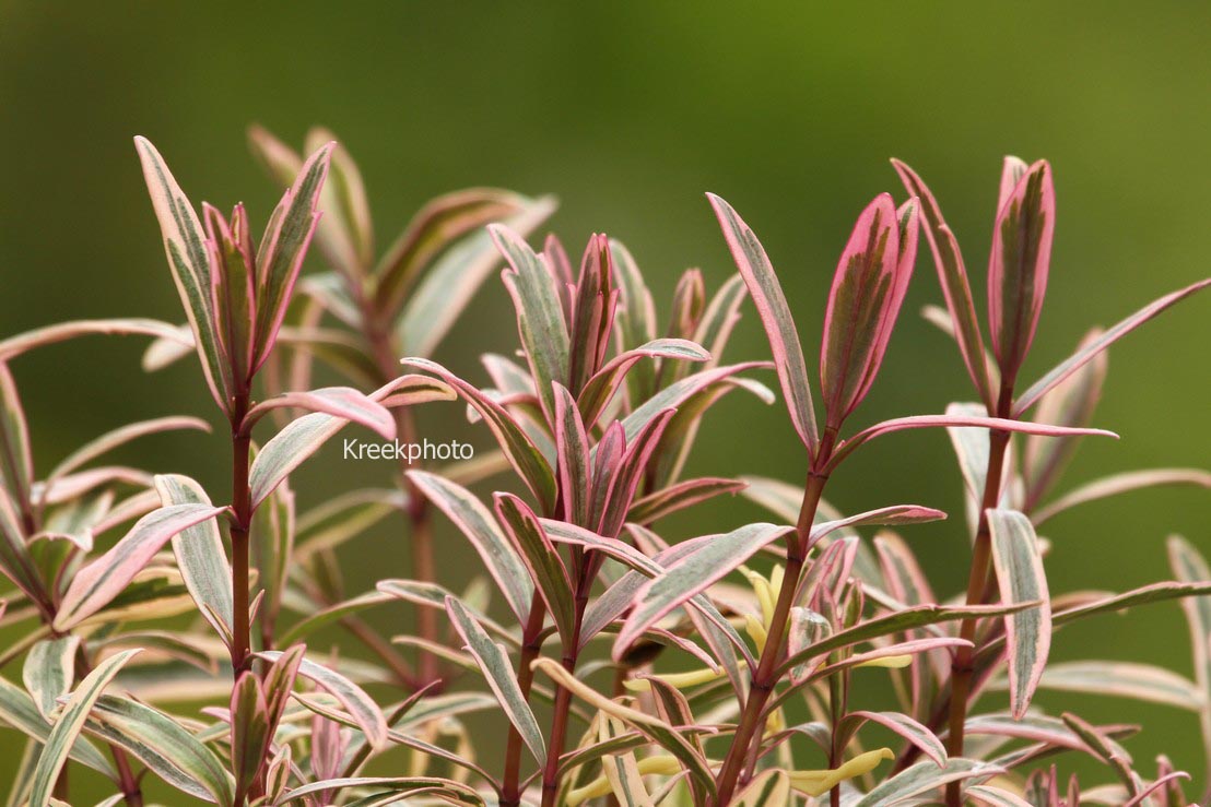 Hebe 'Heartbreaker'