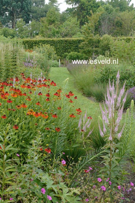 Hebe 'Midsummer Beauty'