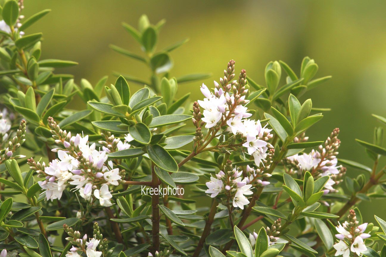 Hebe 'Pearl of Paradise'