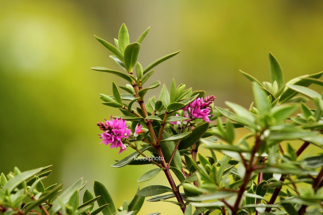 Hebe 'Purple Paradise'