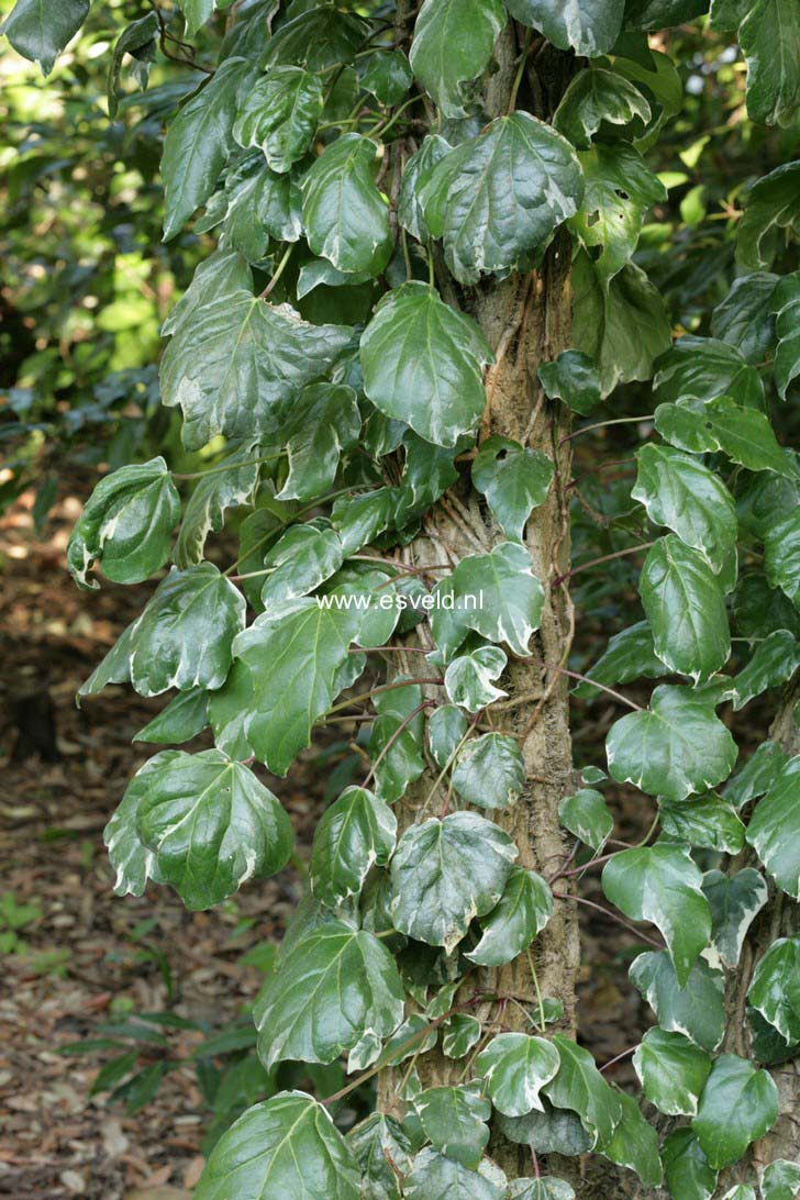 Hedera algeriensis
