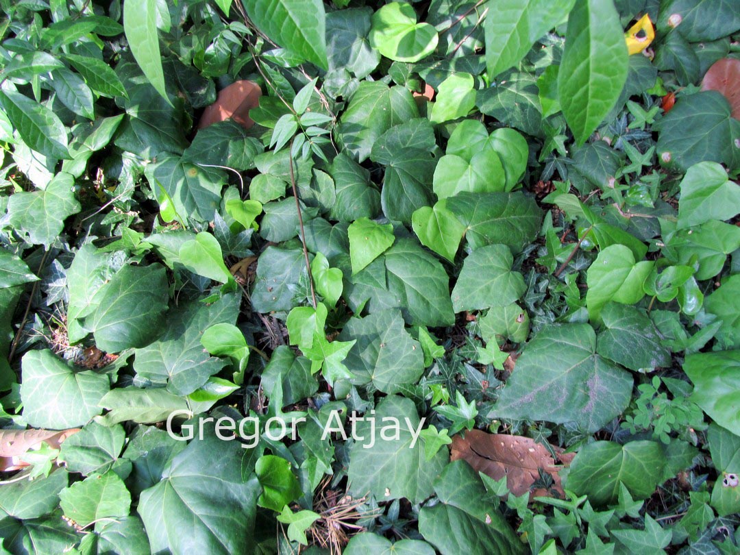Hedera colchica 'Dentata'