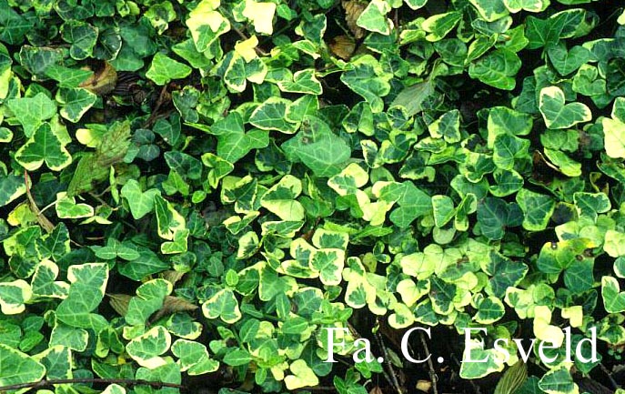 Hedera helix 'Aureovariegata'