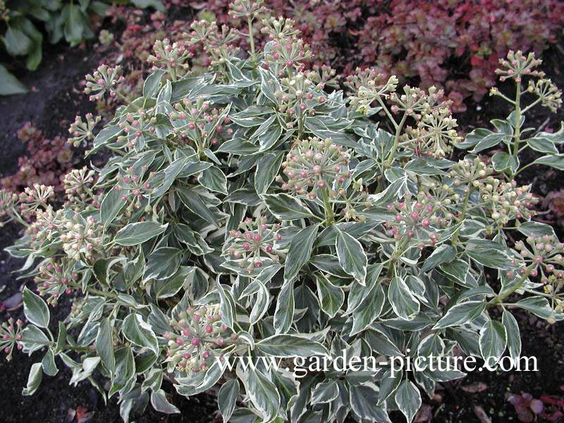 Hedera helix 'Cavendishii' (ICE CREAM)
