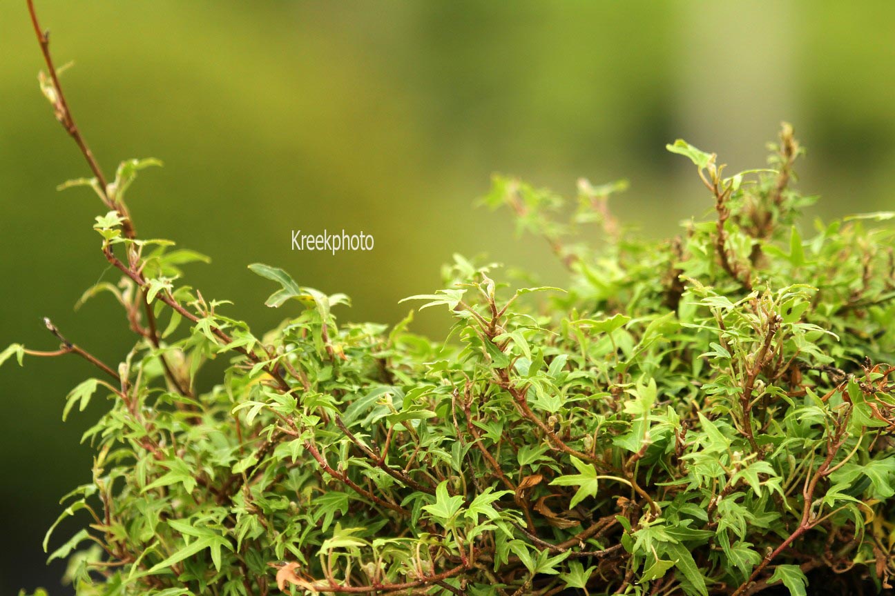 Hedera helix 'Dyinni'